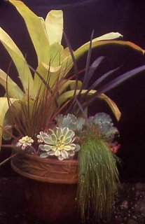 Aechmea blanchetiana